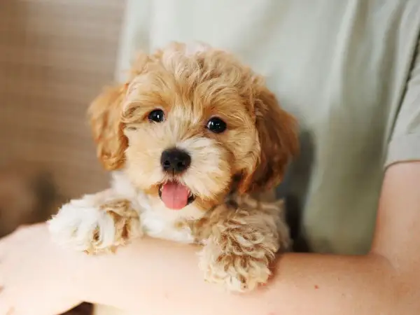 Uroczy szczeniak maltipoo, który wygląda na zdrowego i szczęśliwego, choć warto pamiętać o potencjalnych maltipoo chorobach.