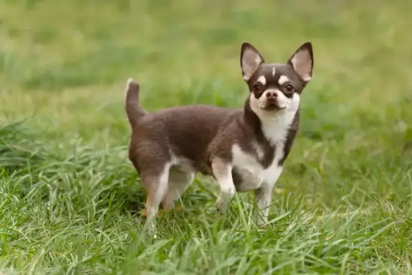 Mały piesek chihuahua z brązowo-białym umaszczeniem stoi na trawie. Jego czujny wzrok i postawa sugerują ciekawy **chihuahua charakter**.