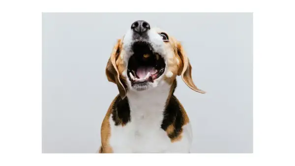 Pies beagle z otwartym pyskiem, jakby krzyczał. Może to sygnał, że czas nauczyć go, jak oduczyć psa szczekania.