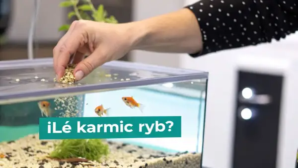Dłoń wsypuje pokarm do akwarium, gdzie pływają złote rybki. Dowiedz się, co jedzą ryby, aby były zdrowe i szczęśliwe.