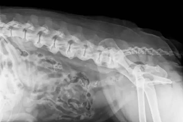 RTG kręgosłupa psa z widocznymi zmianami zwyrodnieniowymi, wskazującymi na spondylozę.