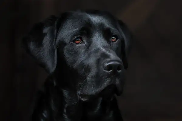Smutne oczy czarnego labradora, który powoli odchodzi. Widać jego cierpienie, jak umiera pies chory na serce.