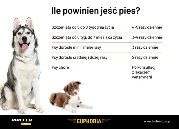 Ile razy dziennie powinien jeść pies? Tabela podpowiada: szczenięta 4-5 razy, dorosłe psy 2-3 razy, chore po konsultacji z weterynarzem.