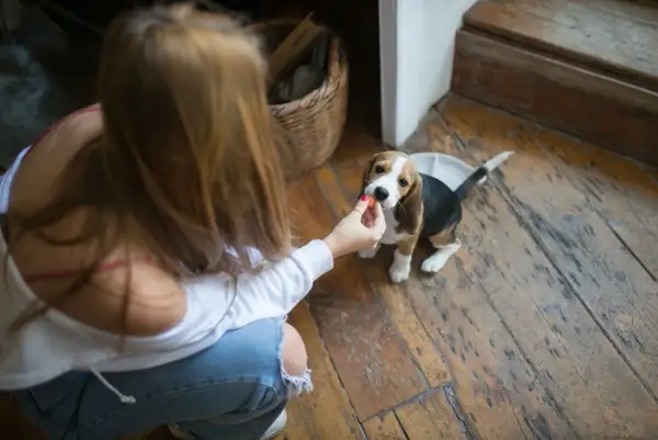 Uroczy beagle szczeniak zjada smakołyk z ręki dziewczyny na drewnianej podłodze.