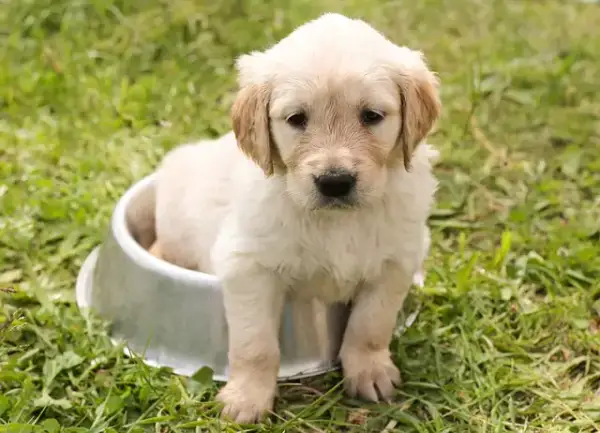 Ile waży szczeniak golden retriever? Poznaj kluczowe informacje o wzroście