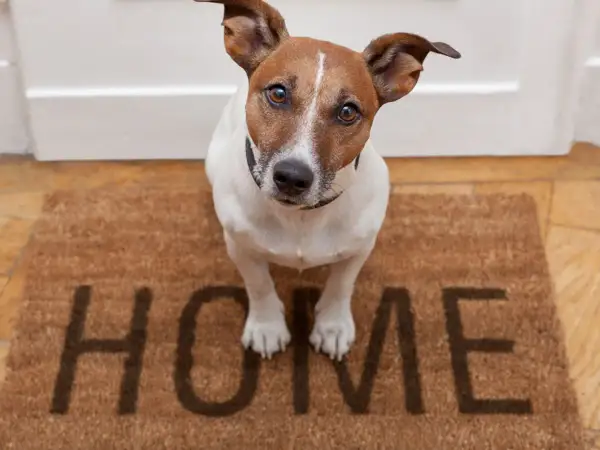 Mały piesek czeka przy drzwiach na swoją rodzinę zastępczą. Na wycieraczce napis "HOME".