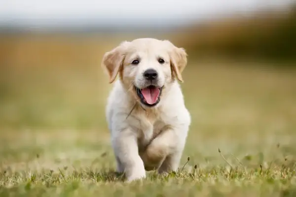 Radosny szczeniak golden retriever miniaturka biegnie przez trawę, merdając ogonkiem.