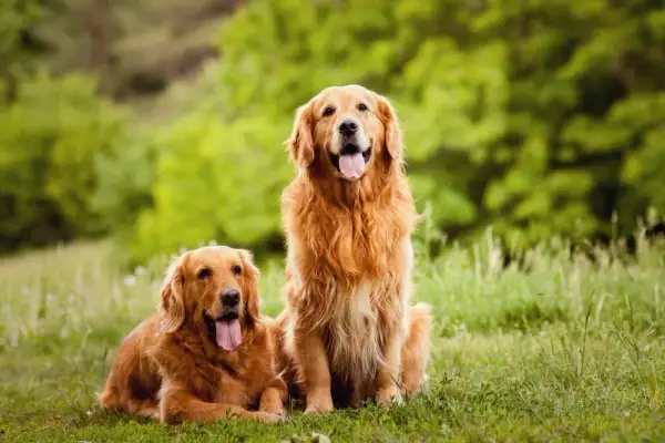 Kiedy rośnie sierść golden retrievera? Kluczowe informacje dla właścicieli