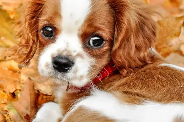 Uroczy piesek Cavalier King Charles Spaniel leży wśród jesiennych liści. Jego oczy są czarne i błyszczące, co może być mylone z objawami chorób oczu u psa. Zdjęcia.