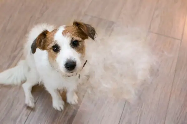Jack Russell Terrier siedzi na drewnianej podłodze, obok niego kłębek sierści. Czy to początek łysienia u psa?