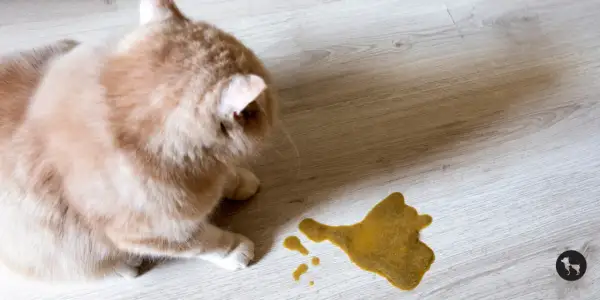 Puszysty kotek patrzy na żółtą plamę na podłodze, która wygląda jak **cestal**.