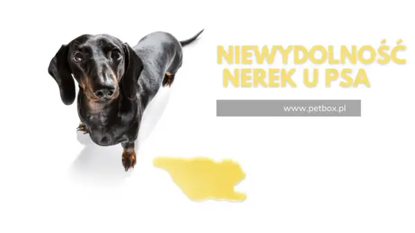 Smutny jamnik z plamą moczu na białym tle. Napis: "Niewydolność nerek u psa".
