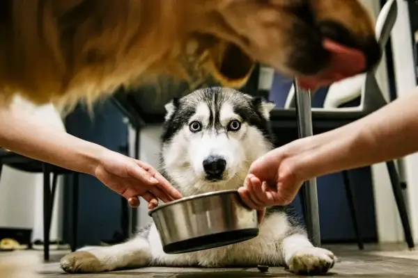 Husky z miską w łapach, otoczony dłońmi. Zastanawia się nad smecta dla psa dawkowanie.