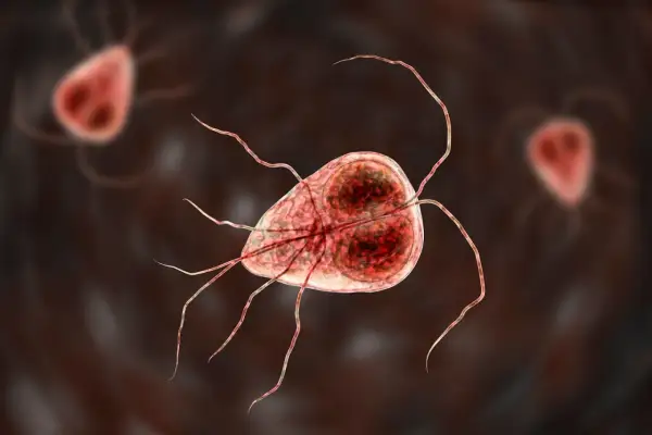 Trofazoity Giardia lamblia, pasożyty jelitowe. Skuteczne lamblia leczenie jest kluczowe dla zdrowia.