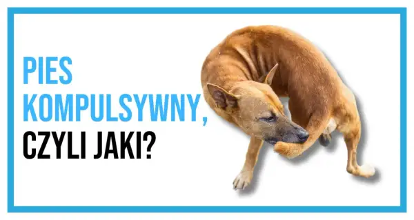 Pies kompulsywny, czyli jaki? Brązowy pies gryzie sobie łapę, co może być objawem OCD u psa.