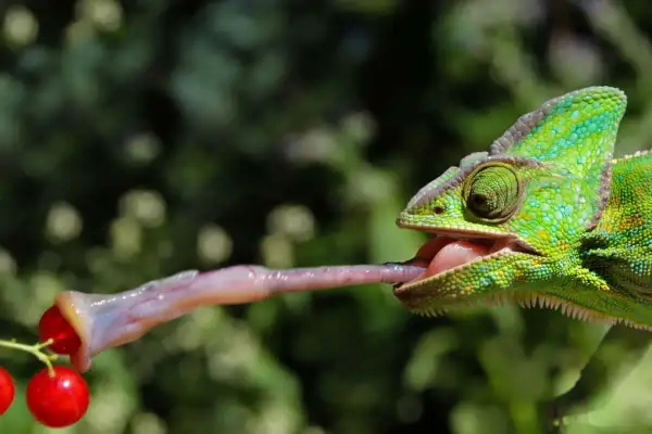 Zielony kameleon wyciąga długi, lepki język, by złapać czerwone jagody. Tak właśnie działa kameleon, łapiąc jedzenie.