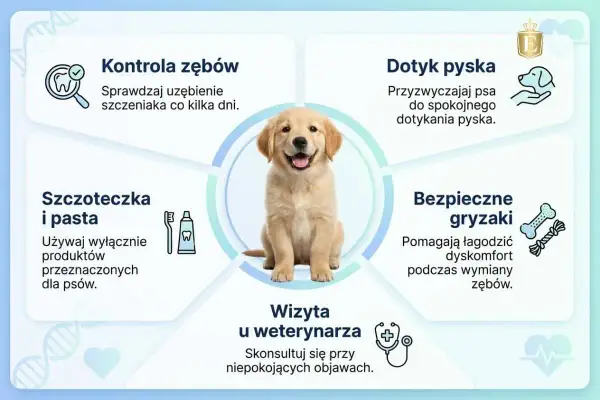 Uroczy szczeniak golden retrievera z szerokim uśmiechem, prezentujący swoje zdrowe siekacze u psa. Obok wskazówki dotyczące pielęgnacji zębów.