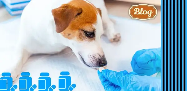 Najskuteczniejsze preparaty na odrobaczanie: bezpieczne sposoby dla zwierząt