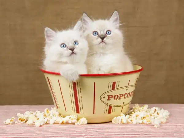 Czy koty mogą jeść popcorn? Zaskakujące fakty o bezpieczeństwie przekąski