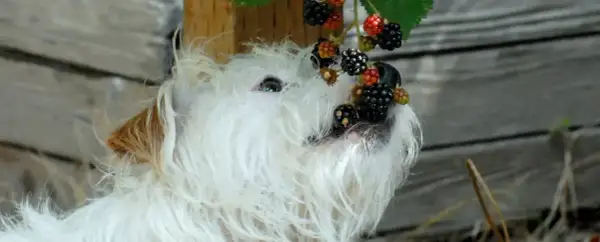 Czy pies może jeść jeżyny? Sprawdź, co musisz wiedzieć o ich diecie