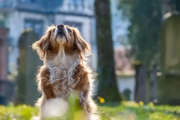 Animalhotels.com – nowoczesne rozwiązanie dla właścicieli zwierząt i petsitterów