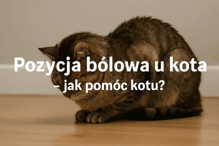 Pozycja bólowa u kota - kiedy to zapalenie jelit?